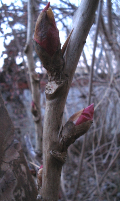 Segni di primavera